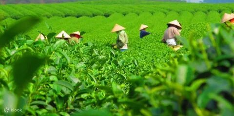 Sự Bùng Nổ Của Video Ngắn và Trí Tuệ Nhân Tạo: Vai Trò Thiết Yếu Của Đào Tạo Kỹ Năng Sáng Tạo Nội Dung_tiếp thị kỹ thuật số